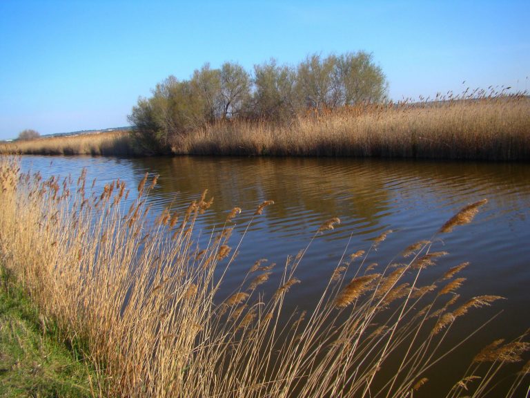 La Camargue en bateau électrique